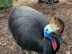 -费瑟代尔野生动物园