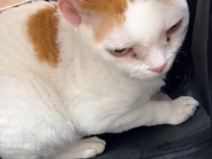 -瑞派康怡24h宠物医院·犬猫医疗中心·微创绝育(瑞景分院)