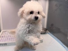 -翊宠yipet猫狗购宠庄园犬舍•猫舍