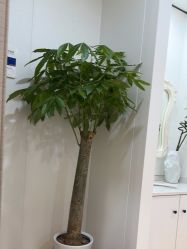 -郑荃丽格医疗美容