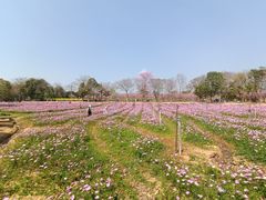 -天适樱花悠乐园