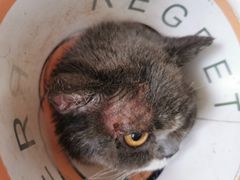 -御宝贝·A梦猫科宠物医院(国际猫友好医院)