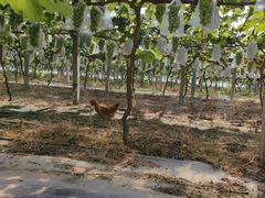 -马陆小张葡萄园农家乐