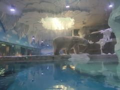 -芜湖新华联大白鲸海洋公园