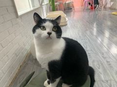 -喵屿·大理花园猫咖