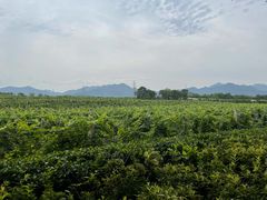 -北京张裕爱斐堡酒庄