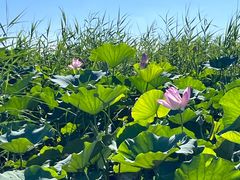 -白洋淀风景区