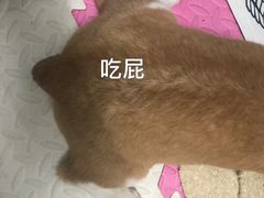 -康乐宝动物医院