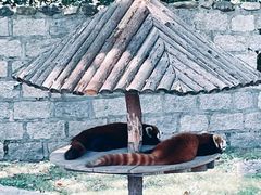 -上海野生动物园