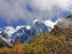 -金鼎雪山牦牛杂火锅(理县总店)
