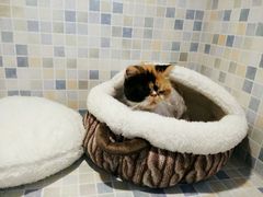 android_upload_pic-Oh My Dog宠物沙龙(伊珊娜皮毛护理店)