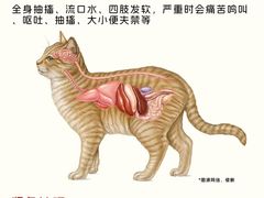 -心语宠物医院·急重症转诊中心·瑞辰华诺(南青路店)