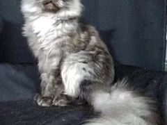 -青奢宠物·青奢猫舍