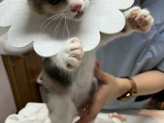 -御宝贝·A梦猫科宠物医院(国际猫友好医院)