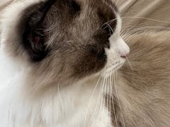 -怪兽屋·羊驼·猫咖·狗咖(俊华广场店)