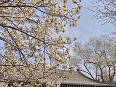 -护国法轮寺
