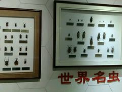 -上海昆虫博物馆