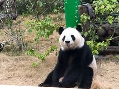 -灵玲国际马戏城