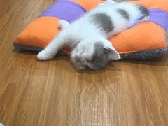 -龟与熊猫宠物公园(南坪店)