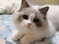 -momokira米努特·德文卷毛猫·棉花面纱犬