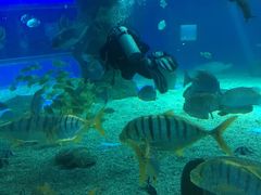 -北戴河圣蓝海洋公园