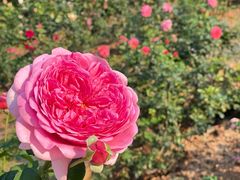 -人民公园(罗湖区)