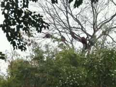 -成都大熊猫繁育研究基地