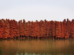 -上海海湾国家森林公园