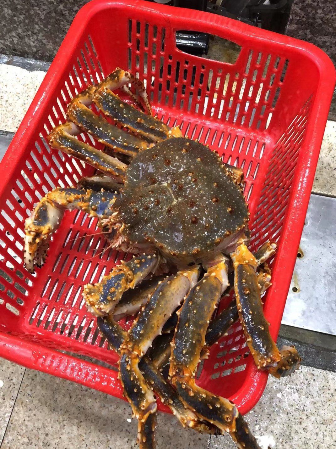 渔乐鲜生,帝王蟹新鲜出炉,海鲜控的天堂!