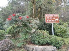 -铁山坪森林公园