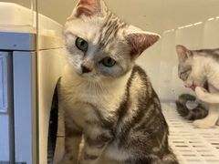 -lincat·猫舍(广州店)