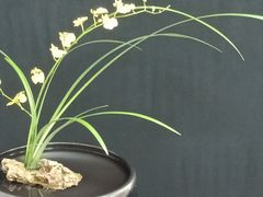 -金花茶公园
