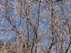 -桃花堤公园