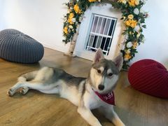 -Husky Go! 哈士奇体验馆·宠物咖啡厅狗咖