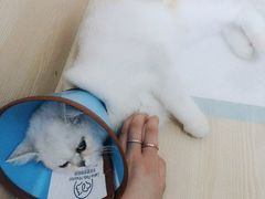 -乐派堂宠物医院·猫友好· 心脏科(东街店)