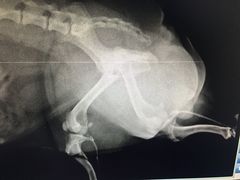 -睿金宠物医院·CT·肿瘤·骨外科