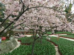 -南山植物园
