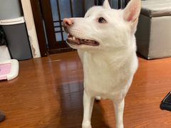 -逗柴咖啡屋·狗咖猫咖宠物桌游