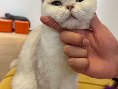 -1013 PET SHOP精品宠物商店(丁香店)