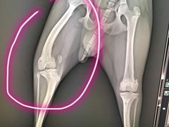 -爱侣宠医·鹦鹉专科·小型哺乳类·异宠专科(灵石路店)