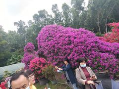-荔枝公园-小平画像广场