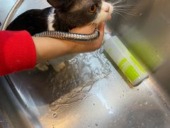 -PETKIT小佩宠物·低压洗护(国顺东路店)