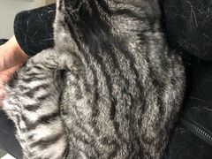 -纳吉亚猫专科动物诊疗中心(蒋宅口分院)