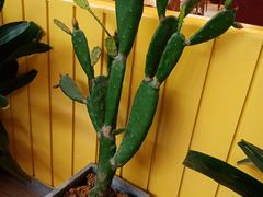 -彼德西餐厅(凯德广场新南店)