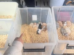-苏州市皮市街花鸟工艺品市场
