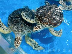 -泉城欧乐堡海洋极地世界