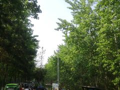 -合肥滨湖国家森林公园