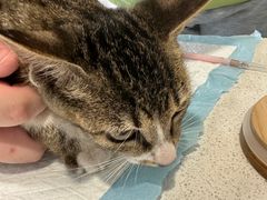 -艾吉宠物医院·疑难杂症转诊中心·猫友好(碧江路院)