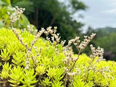 -鼓岭旅游度假区