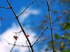 -叠溪松坪沟景区